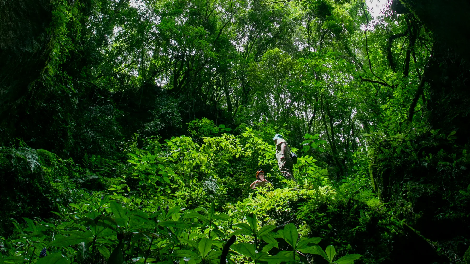 Profissionais em atividade de campo em área de floresta