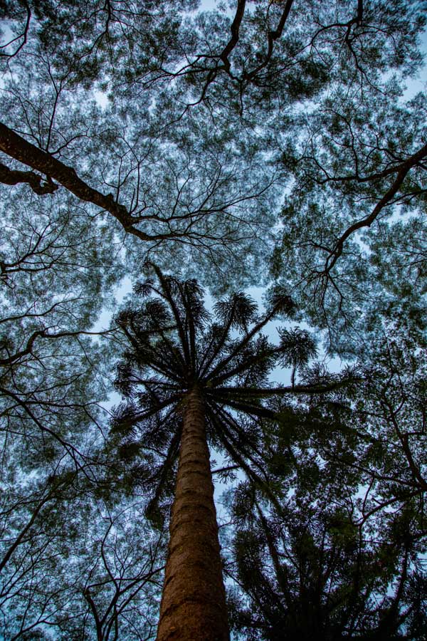 Profissional da Ecossistema em levantamento ambiental de campo
